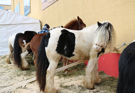 Rösser auf dem Pferdemarkt