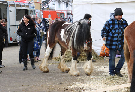 stattliches Pferd auf dem Pferdemarkt